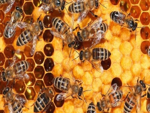Bees 1a 500x375, Sfirixtra.gr