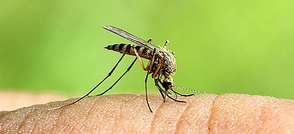 καύση ορυζώνων