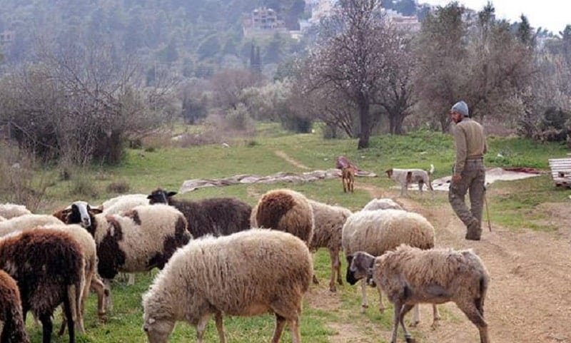 ktinotrofos-sfirixtra