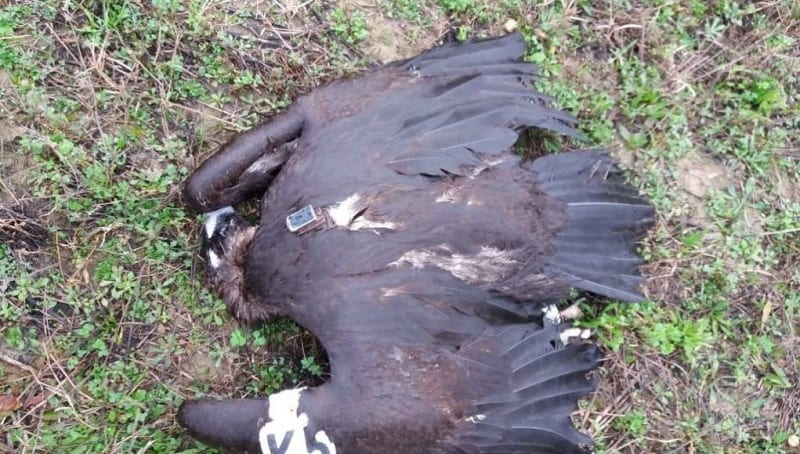 maurogupas-sfirixtra