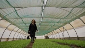 Η Χάιδω στα χωράφια